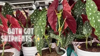 BIG BOX STORE PLANT SHOPPING! HOME DEPOT AND LOWES