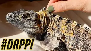 【のんびり】クレスト部分の脱皮を手伝います。