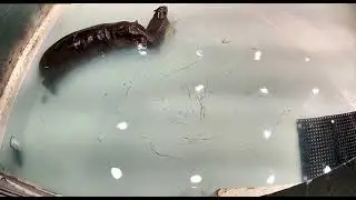 Ethogram HW - Recording 1