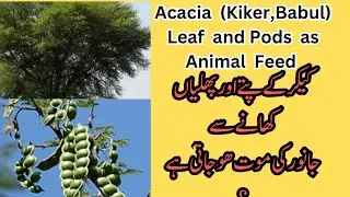 Babul(Kiker) as Animal Feed |Acacia (Babool) nutritive Value | Acacia pods and leaves as Animal Feed