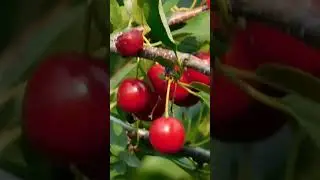 How to Pick the Healthiest Cherries at the Store 🍒💪