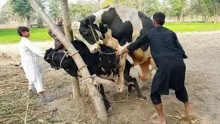 Bull and Cow Natural Mating Process | Village Life Animal Breeding | Animal mating (Educational)#cow