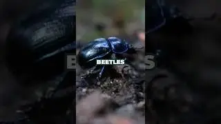 Beetles are the strongest creatures on earth! #beetles #bugfacts #trumbug