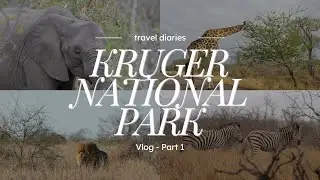 We Saw the RAREST Predators in Africa in One Day 😳 | Kruger Safari