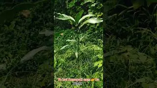 Amrapali Mango Plant 🌱 | 1 Month Update | Home Gardening