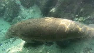 Manatee Fly-By