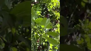 СЛИВЫ ПОЛЬЗА И ВРЕД.