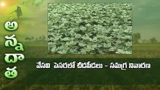 Pest & disease management in summer greengram | ETV