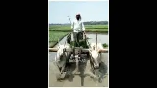 #Hallikarbull Hallikar bullocks efficient bullock cart pulling