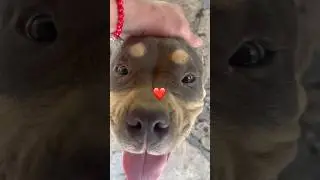 ✨Strange Dog Behaviors Explained ✨ #healthy #happy #dog #trending #viral #shorts #youtubeshorts