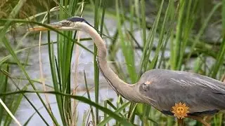 Nature: Savannah National Wildlife Refuge