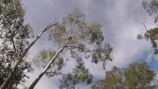 Bushwalk with Australian Nature sounds