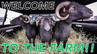BLACK WELSH MOUNTAIN SHEEP | Picking Up Our Farm&rsquo;s First Livestock! 🐑