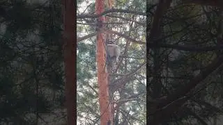 Сова Ястребиная/ Northern Hawk Owl #birdwatching #nature #wildlife