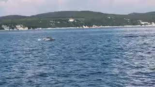 Delphine Kroatien Limski-Kanal 2018