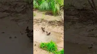 #sparrowstory 🐦💚💚