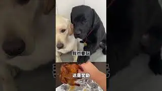 cute dogs having fun
