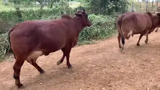 Vacas Sindi D caminhando para ordenha .