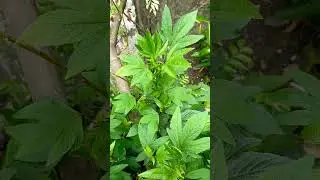 Indian sorrel Roselle | Gongura Plants
