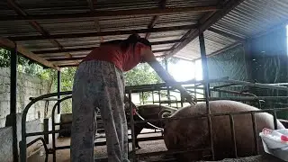 How to do Artificial Insemination to Gilts #breeding #artificialinsemination #hograising #pig 