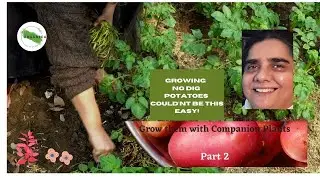 Grow No Dig Potatoes with Companion Plants - Part 2 | Nasira Habib | With English Subtitles