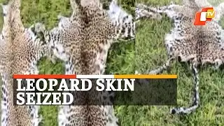 3 Leopard Skins Seized, Odisha STF Arrests 3 Wildlife Criminals Involved In Wildlife Trafficking