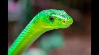 Reptilienzoo Scheidegg