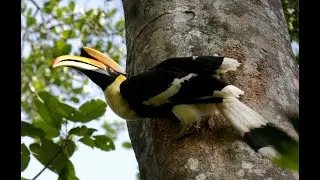 hornbill bird