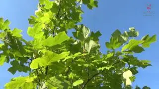 Тюльпанное дерево или лириодендрон тюльпанный