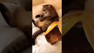 cats video 🤣🤪😁#shorts #animals #entertainment #comedy #viralvideo
