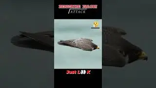 GOLDEN EAGLE VS FALCON #goldeneagle #peregrinefalcon #birdsofprey #birds #ytshorts