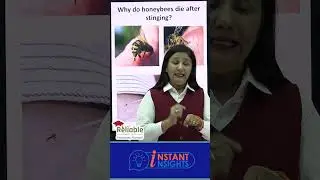 Why do honey bees die after stinging?