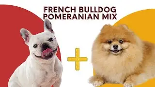 French Bulldog Pomeranian mix