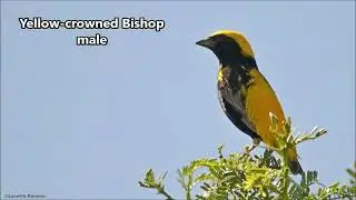 Yellow-crowned Bishop male