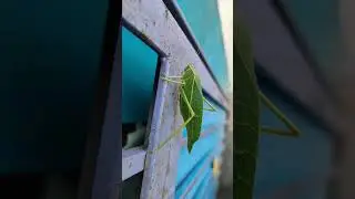 rare green leaf 🌿 insect 🐝 #challenge #leaf#rare #aivideo #trending