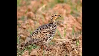 Black Partridge | Black francolin female voice | Black Francolin Female or Painted Francolin female