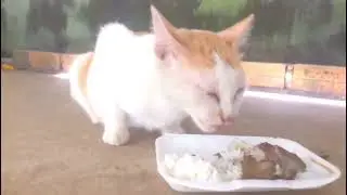 Animals all video Player The activity of animals eating food New