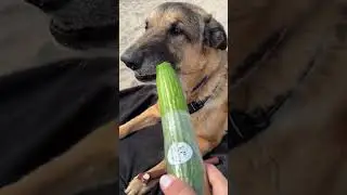 Beach cucumbers are always a 10 out of 10! #dog #funny #beach #canadian #treat #trend #viral #tiktok