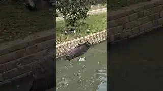 Canadian goose flies amazingly in slow motion near the camera.