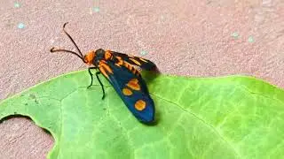 Amata huebneri wasp moth