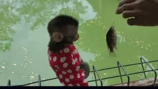 Baby monkey MONA and JOE do Fishing.🦈🦈🦈