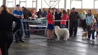 Региональная выставка собак всех пород ранга САС КЧФ РФСС  Лучший щенок
