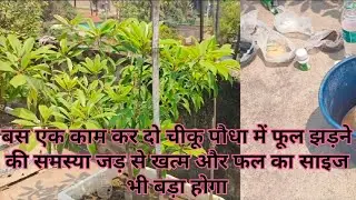 चीकू में फूल झड़ने से कैसे रोकें | 🍊 How To Prevent Flower Falling In Sapota Plant  | Chiku/Chikoo