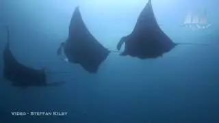 WAOW Indonesia - Mantas Feeding in Raja Ampat