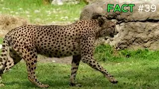 Did You Know These Incredible Animal Facts? | Relaxing Documentary #facts