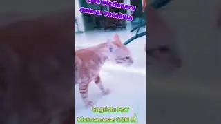 These Two Cats Are Always Good Brothers Except Fighting