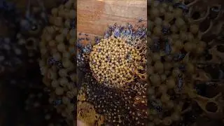 Austroplebeia australis. Australian native stingless bees. #australia #bee #nativebee #amazing #wow