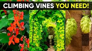 7 Stunning Flowering Vines Ideal for Small Gardens and Trellises!