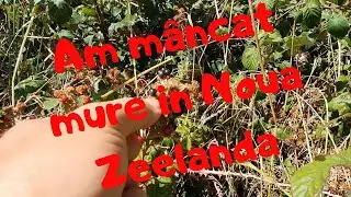 Am mâncat mure in Noua Zeelanda