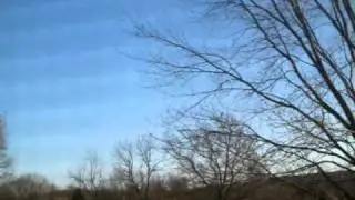Red Wing Black Bird Migration